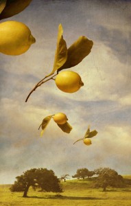 Flock of Lemons <br> Mixed media on panel <br> 47 x 30 inches